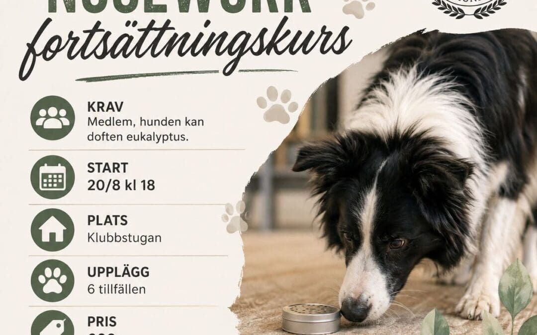 Nosework kurs, fortsättning!